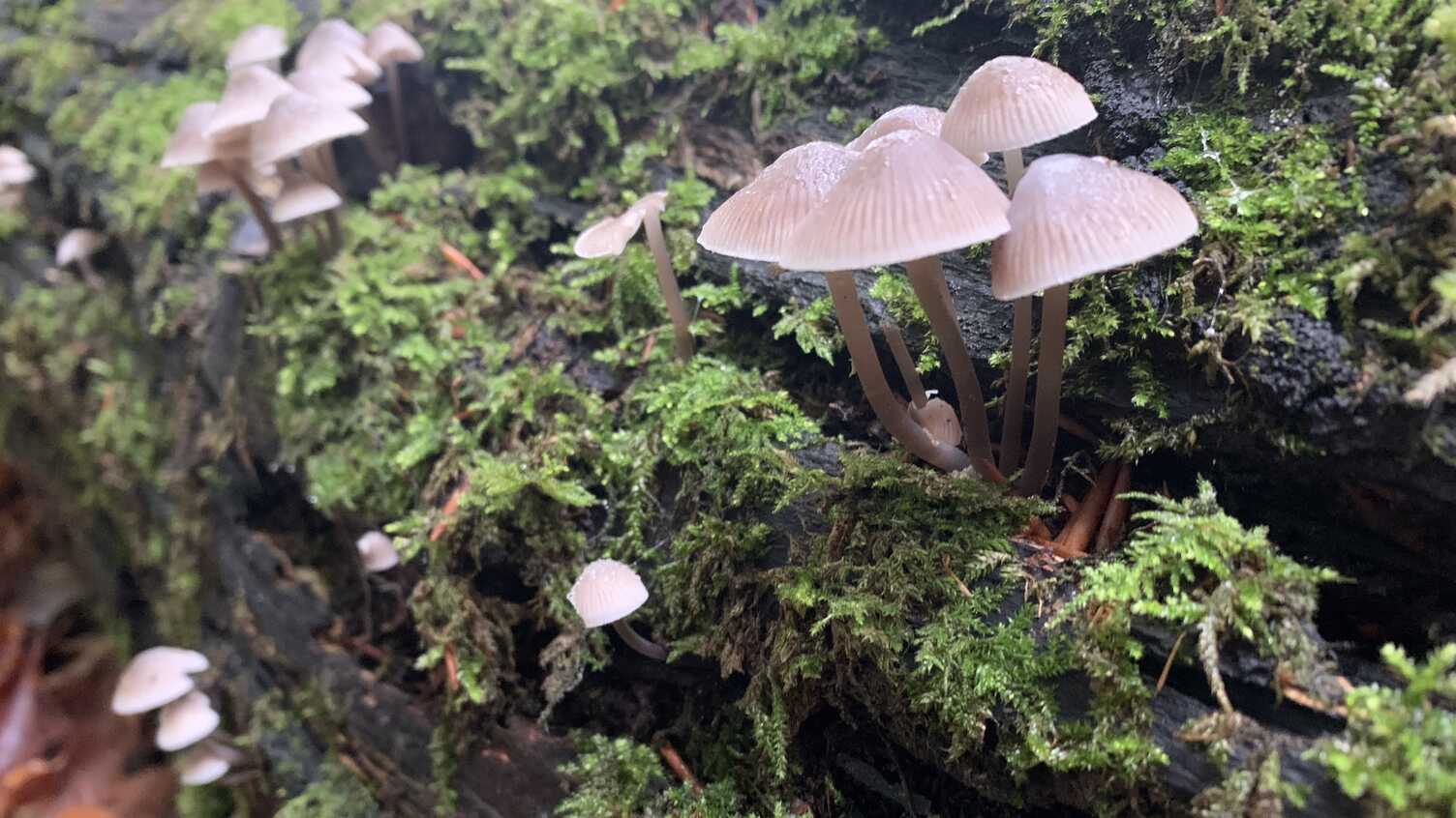 University of Sheffield Leads £8 Million Study for Fungi - Climate Change